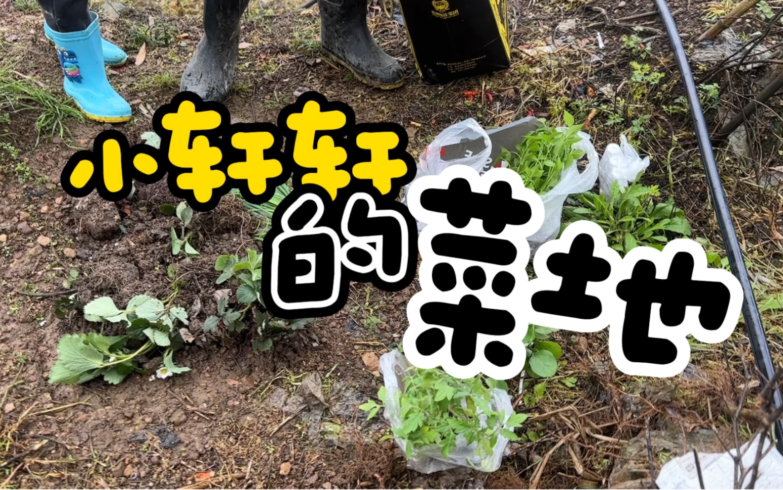 现实版qq农场,带着孩子种菜,既是陪伴又是锻炼,你们想种什么菜?