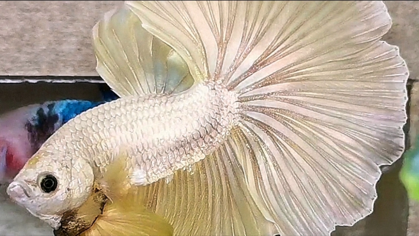 4k纯黄半月,泰国斗鱼扑克斗鱼作品,欢迎各位粉丝选购