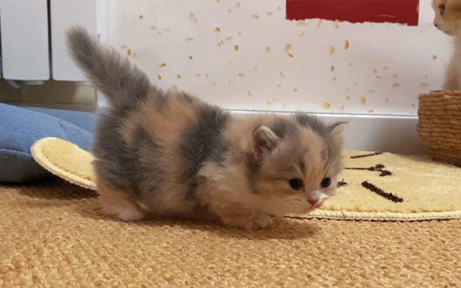 猫步天花板——矮脚猫走路