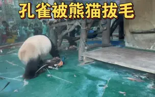 Download Video: 孔雀挑衅熊猫失败，飞进室内馆如同瓮中捉鳖，装死后逃过一劫，但再也无法开启飞行模式