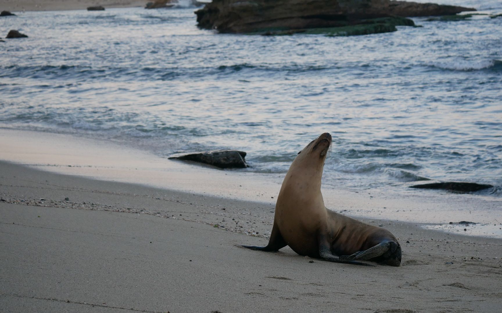 美国加州--圣地亚哥自然环境下生存的海豹和海狮 (seals and sea