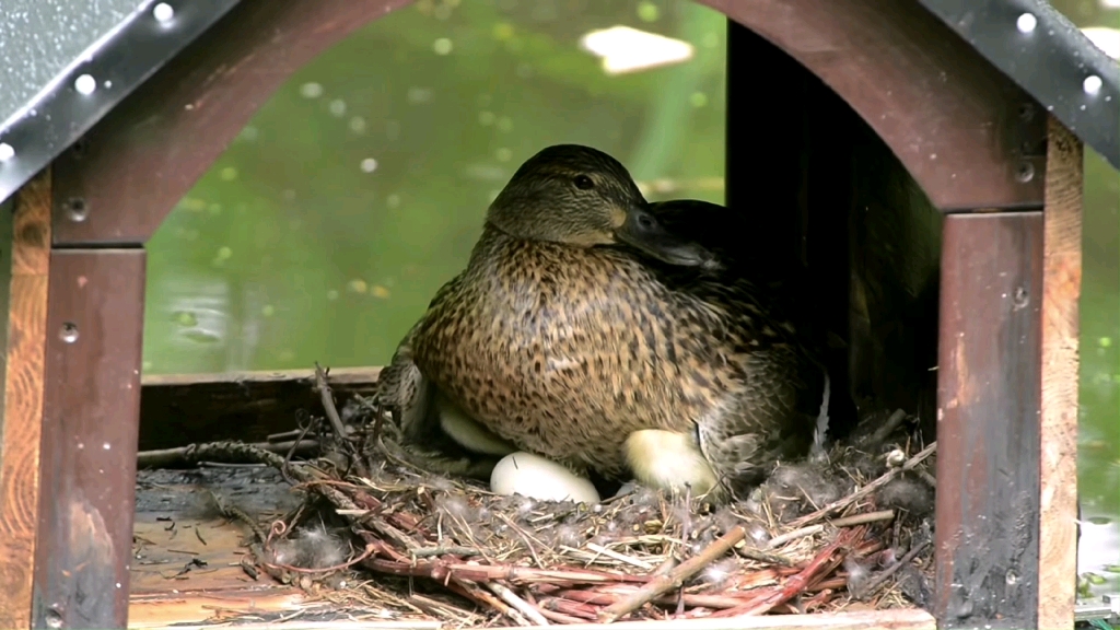 野鸭在他的别墅里孵化小鸭子谁这么贴心给鸭子做这么好的房子太有心了