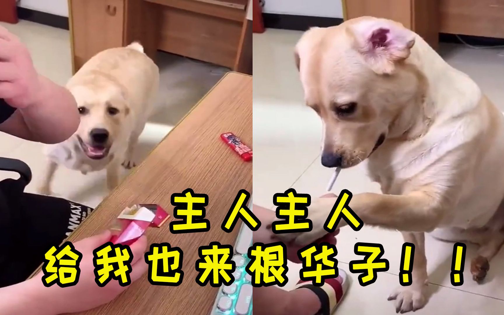 【搞笑视频段子3】狗狗居然找主人要华子抽!