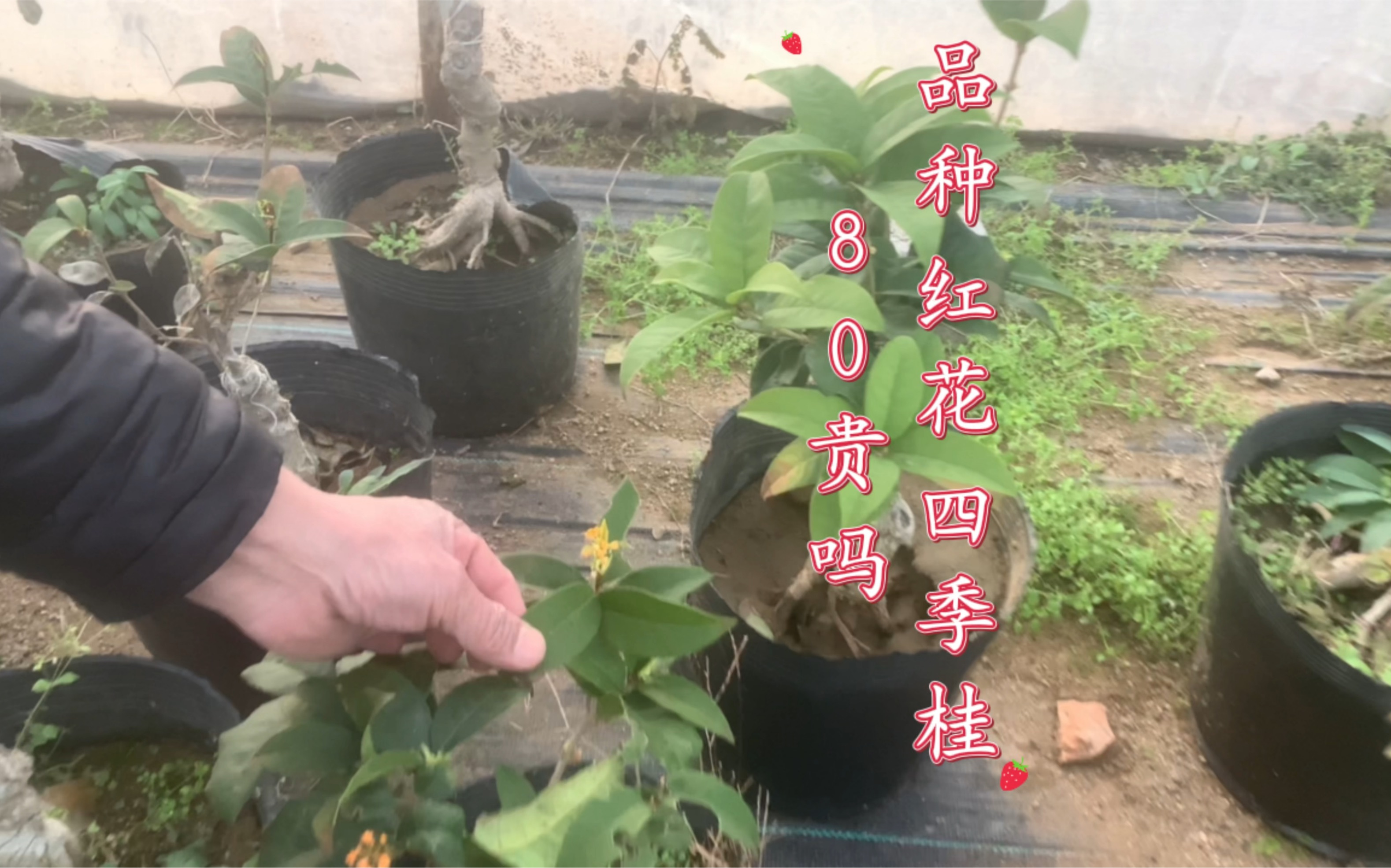 品种红花四季桂,正常开白花,四季常开花香飘逸,80贵吗?哔哩哔哩bilibili