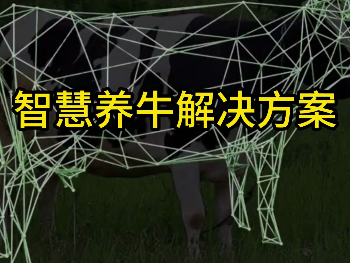 智慧养牛解决方案:视频监控配合AI养殖大模型、智慧牛项圈、智能牛耳标哔哩哔哩bilibili