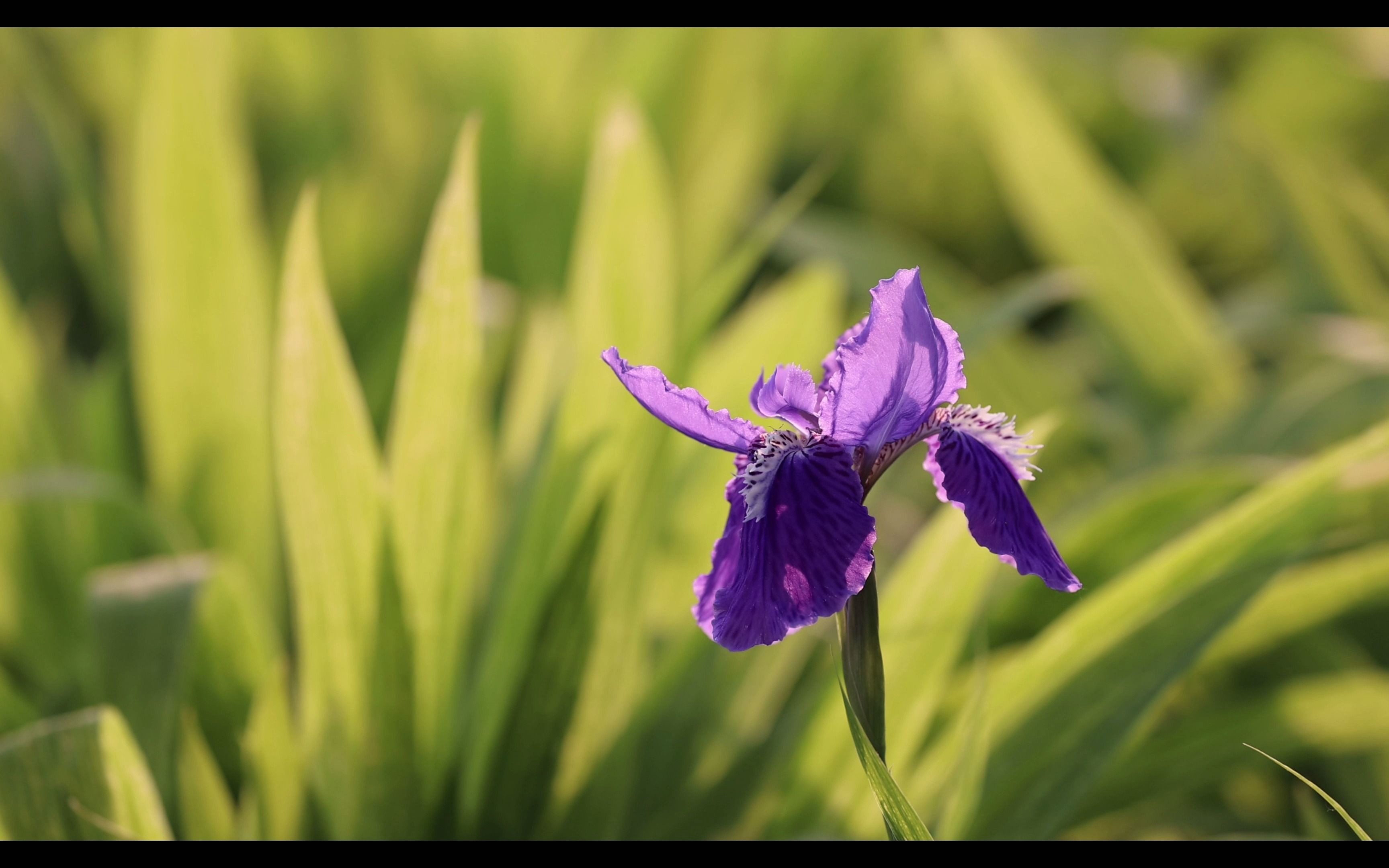 [图]4K；鸢尾花