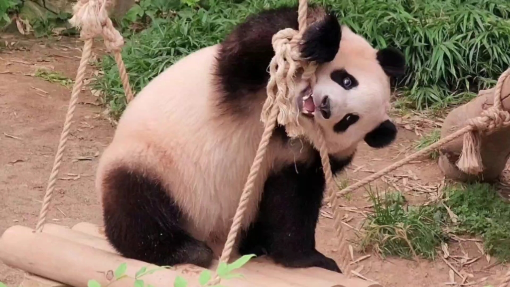 福宝荡秋千的108种方式