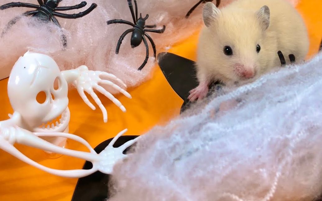 我家有萌宠:可爱的小仓鼠挑战5级万圣节迷宫