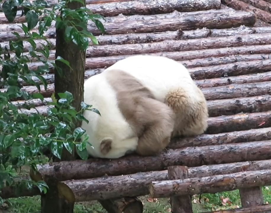 我们的劳模七仔!连躲雨都这么可爱!这是昨天拍的!不是小时候的哦!