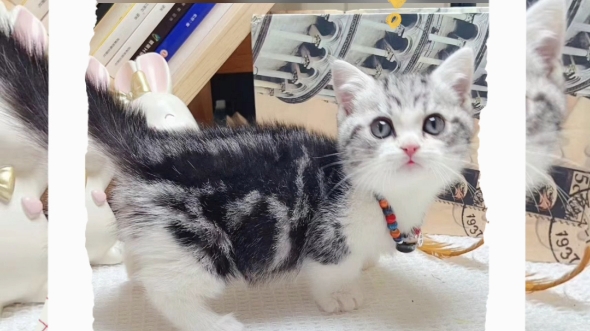 标题 曼基康美短加白矮脚～文案 可可爱爱啊的小短腿,美短矮脚崽崽曼