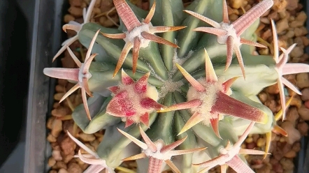 仙人球王凌波给水随记2