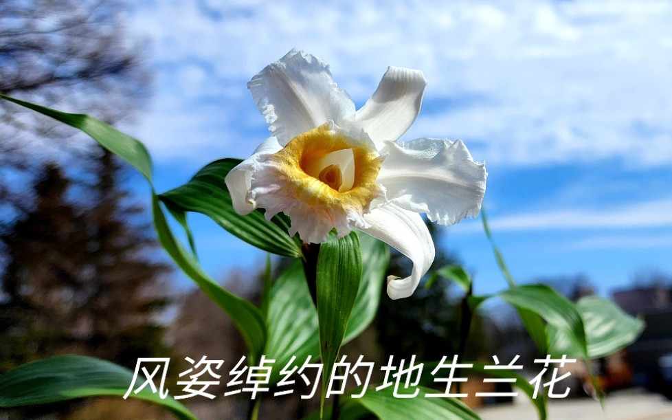 Sophie's Garden 风姿绰约的地生兰花 Sobralia powellii哔哩哔哩bilibili