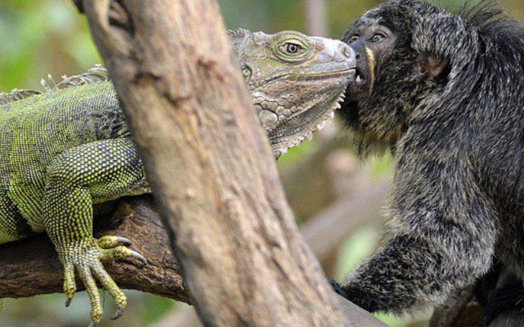 莫斯科巨蜥吃猴子图片