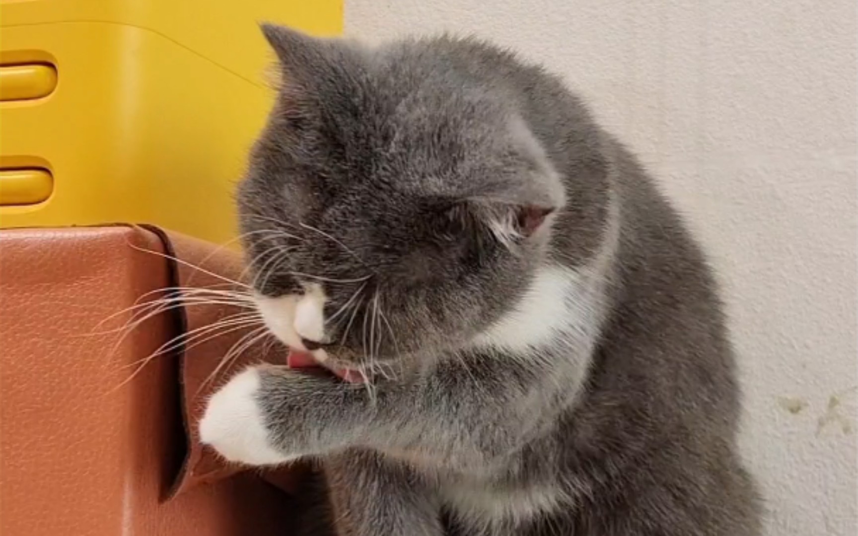 活动作品小猫咪洗脸真认真