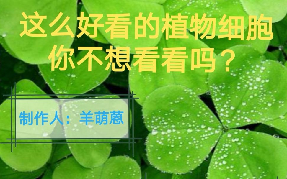 显微镜下实拍植物组织细胞,你见过吗?哔哩哔哩bilibili