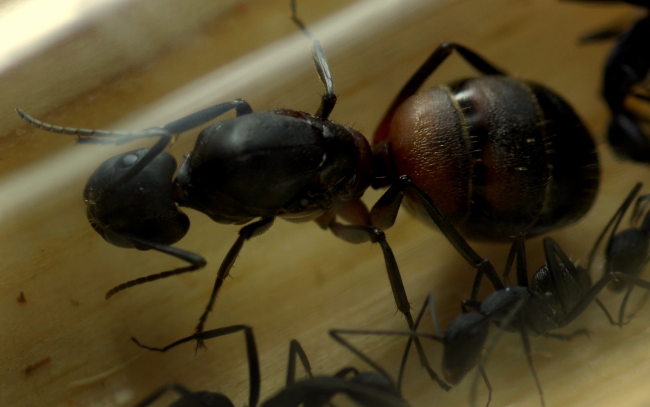 塞好塞满的血斑弓背蚁_哔哩哔哩_bilibili