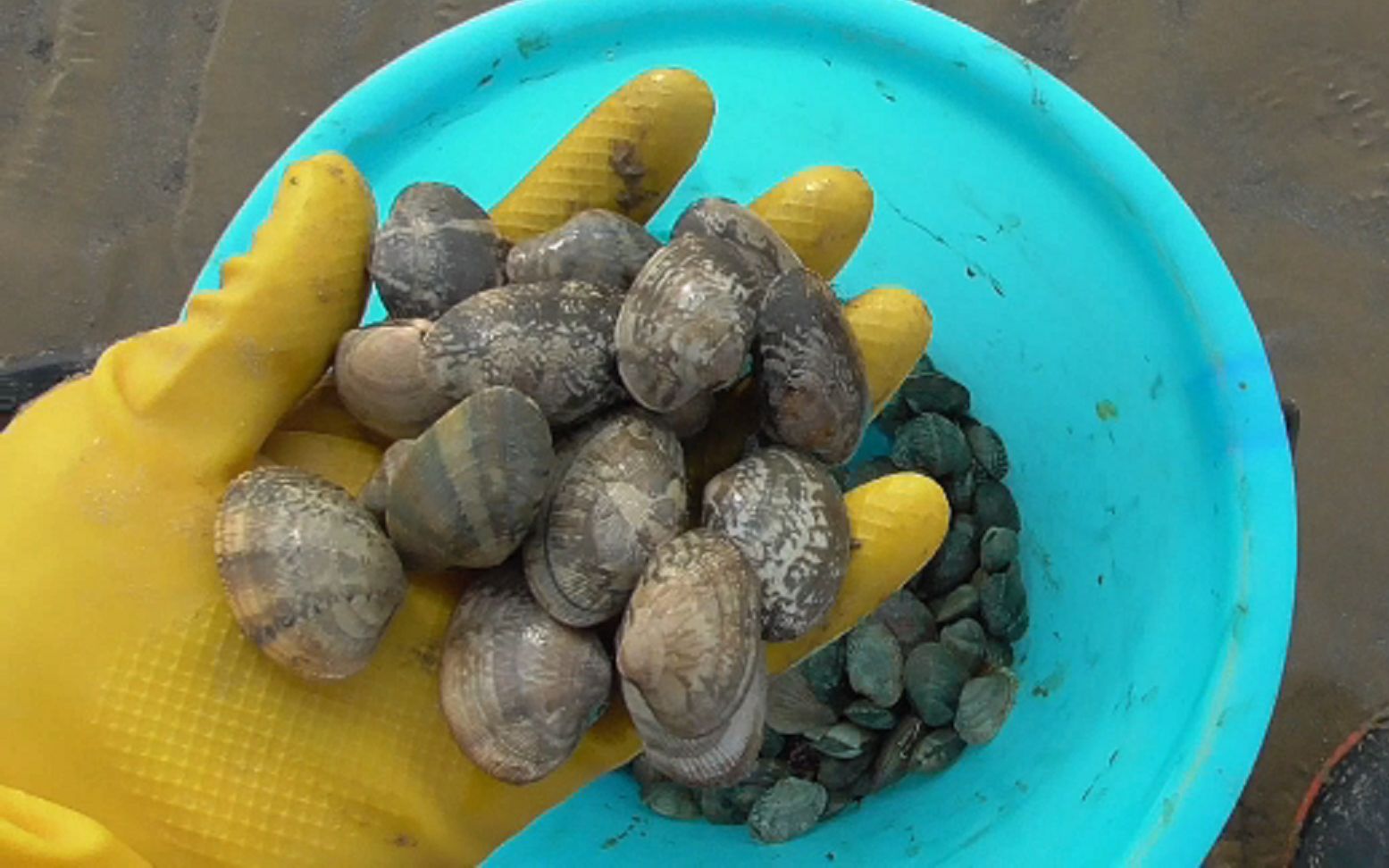 退潮后赶海,看看蛤蜊是怎么捡得,真是过瘾啊