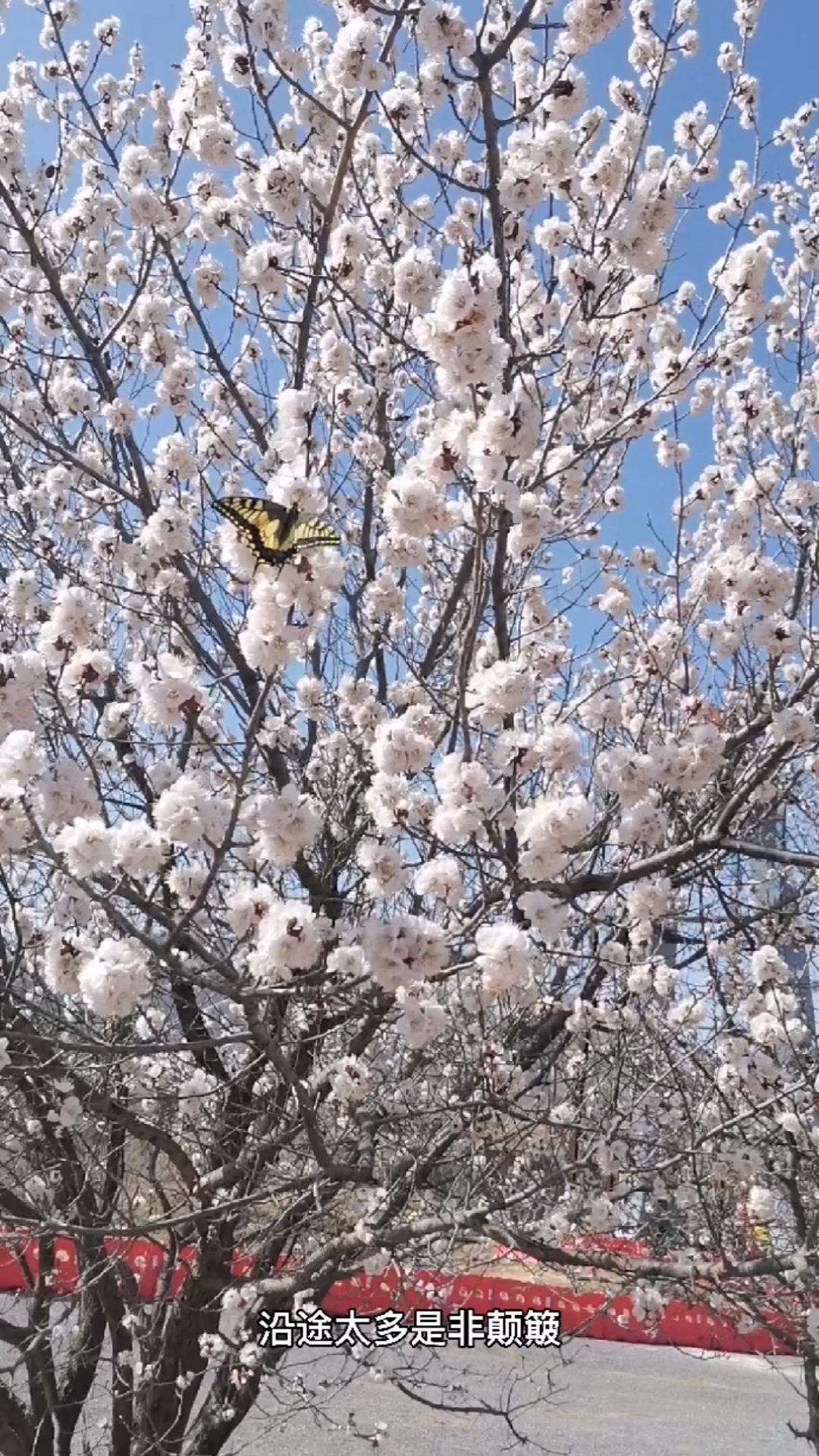 [图]忆•蝶恋花