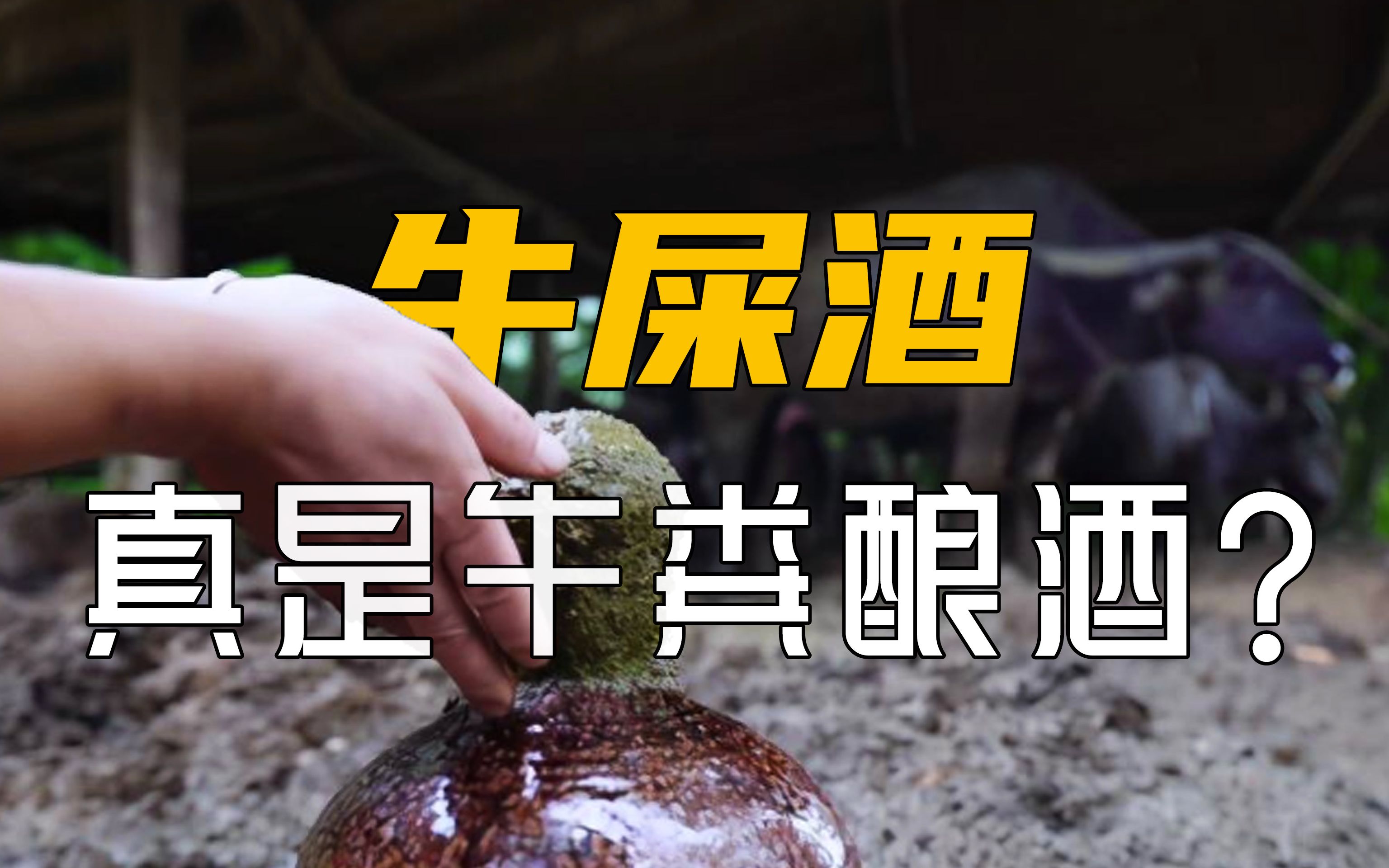 开眼了!在古代进贡给皇上的“牛屎酒”真的是用牛粪酿造出来的?哔哩哔哩bilibili