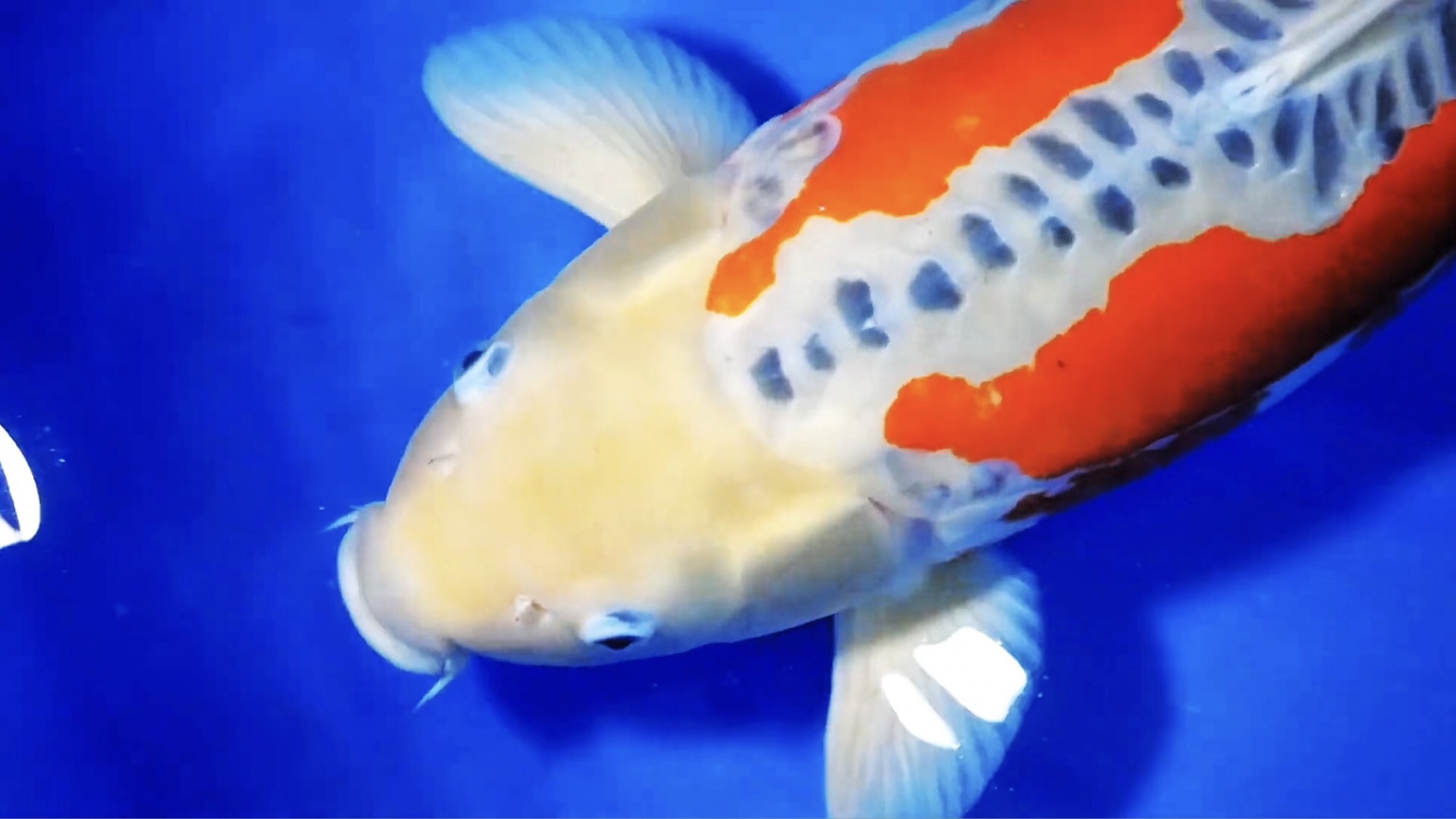 川上秋翠锦鲤,雌四岁六十四公分滴逸品观赏鱼.