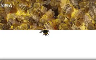 世界环境日聚焦生物多样性：百万物种濒临灭绝