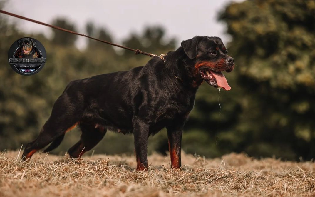 【狗狗】我们的罗威纳犬Rauchigrotts罗威纳犬舍哔哩哔哩bilibili