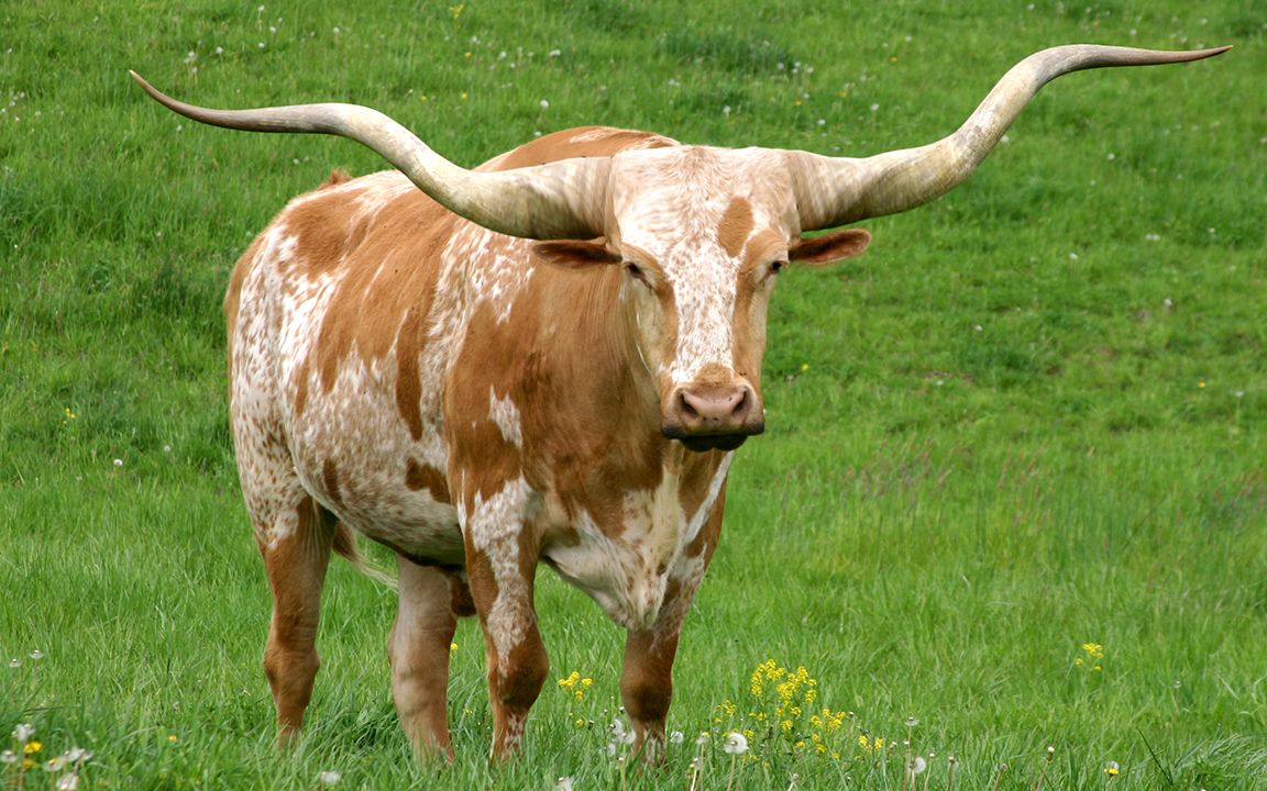 非洲养出了世界最牛逼的牛,牛角尖锐巨大堪比象牙!