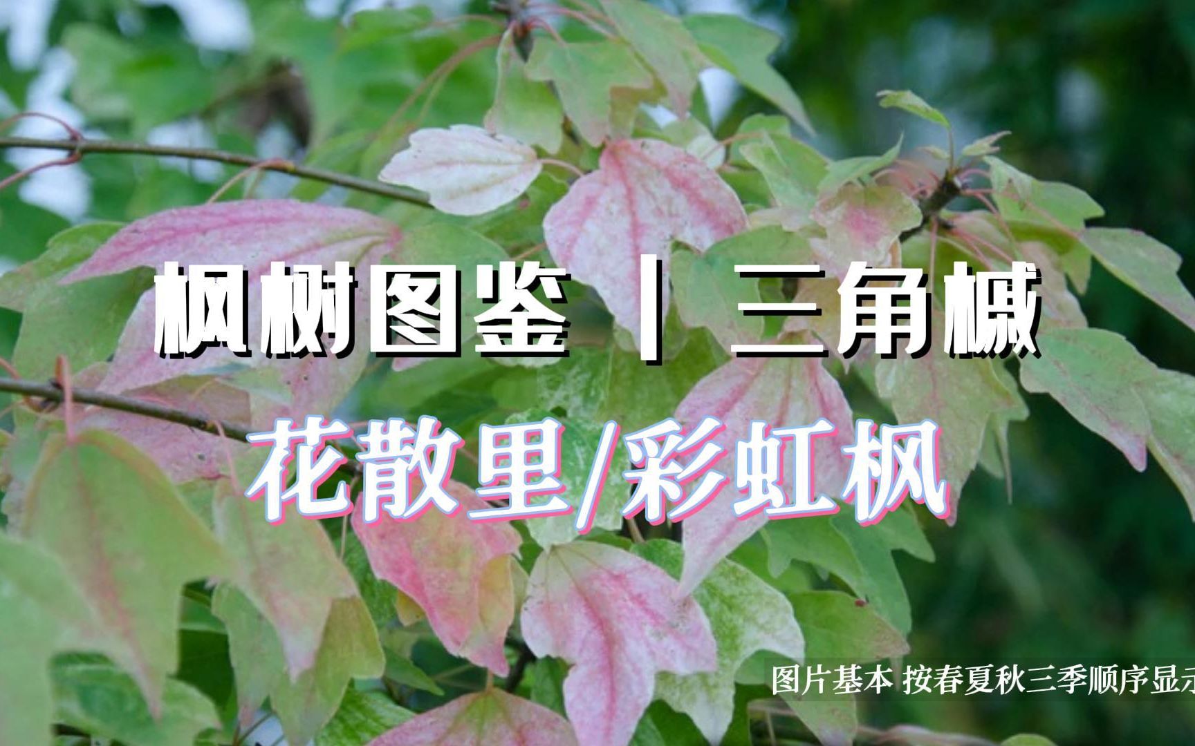 枫树图鉴 | 第13期 三角槭 ＂花散里＂ 彩虹之名的色彩 |里皮搬运哔哩哔哩bilibili