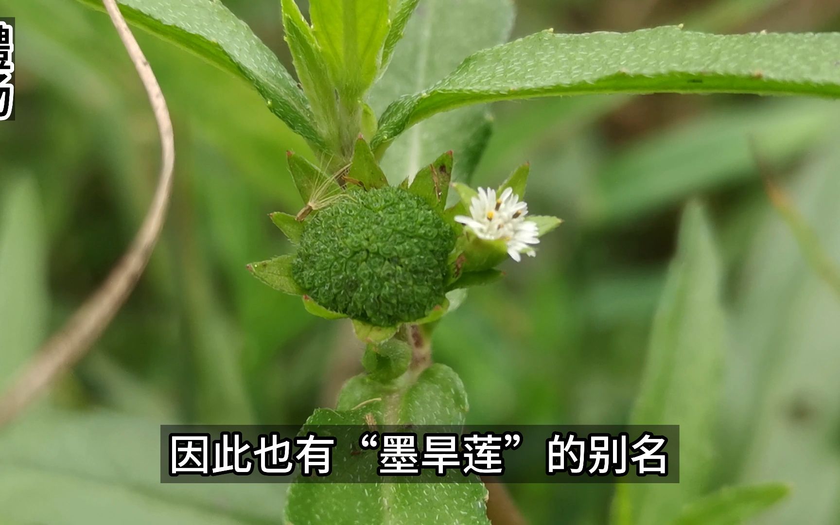 鳢肠,因茎有黑色汁液似乌鱼而得名,是古代天然植物染发剂