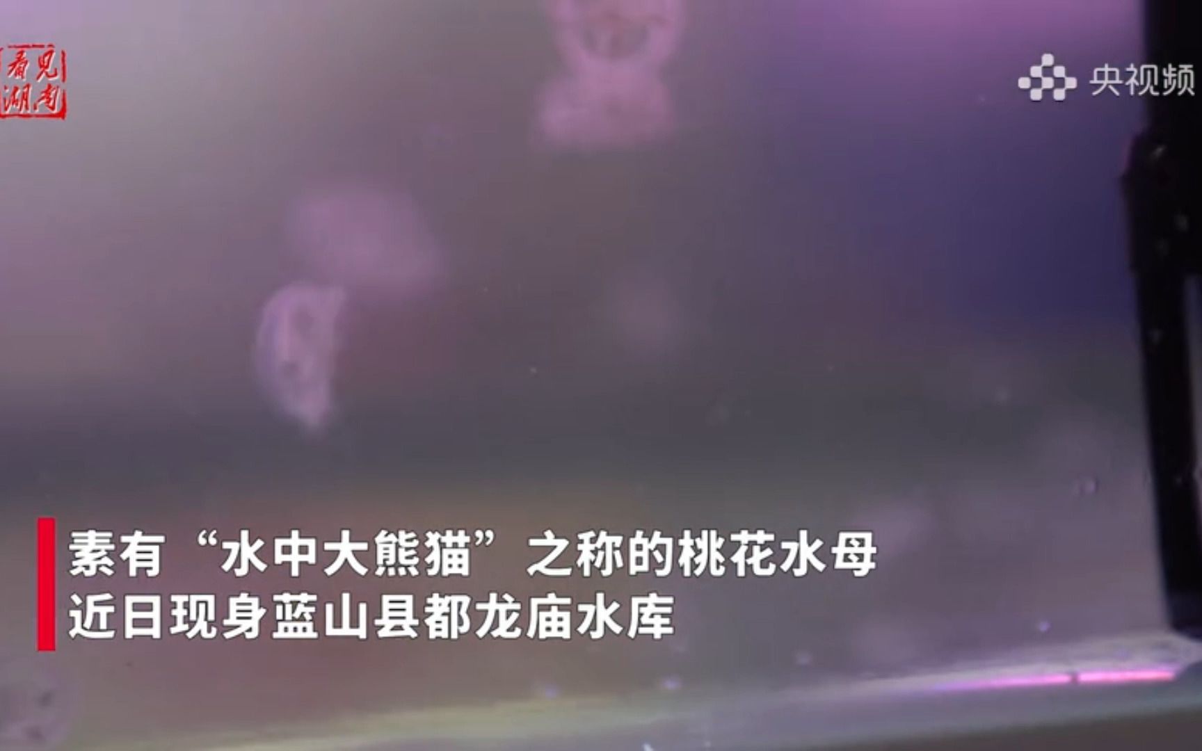 桃花水母现身湖南蓝山哔哩哔哩bilibili