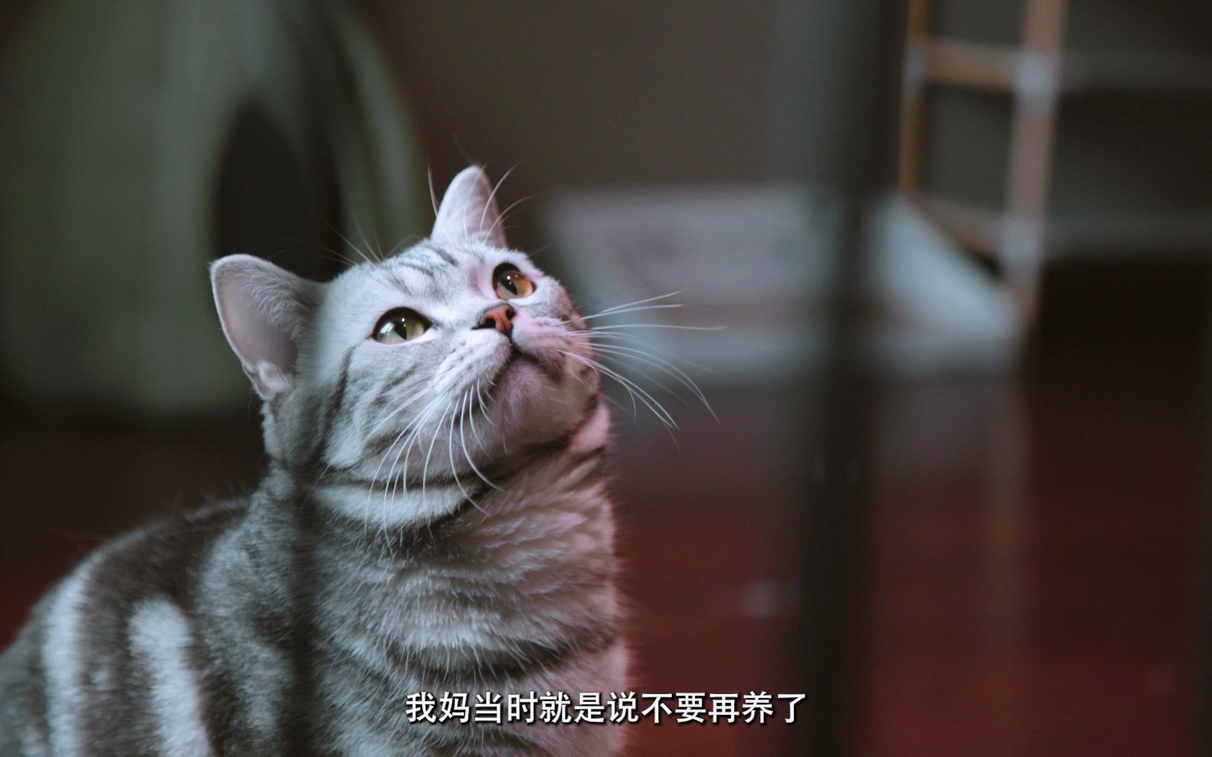 《家有恶猫》猫奴爱撒娇哔哩哔哩bilibili