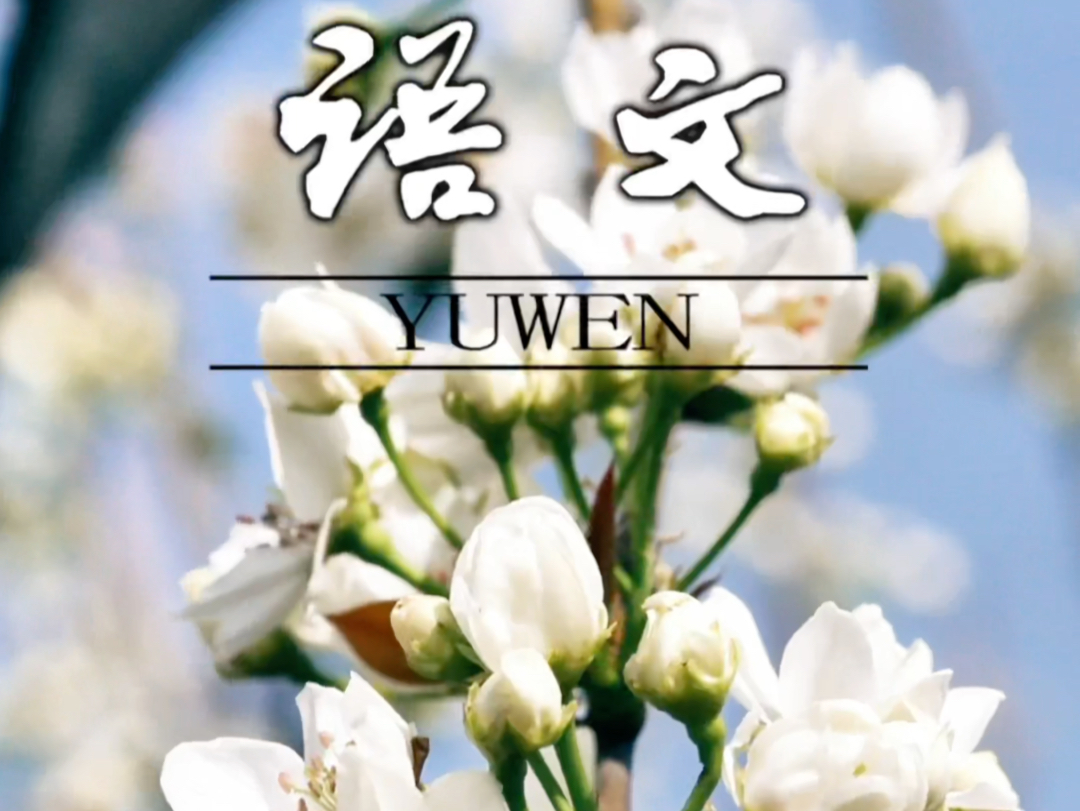 当语文书封面遇上宝丰县商酒务镇韩庄村的梨花