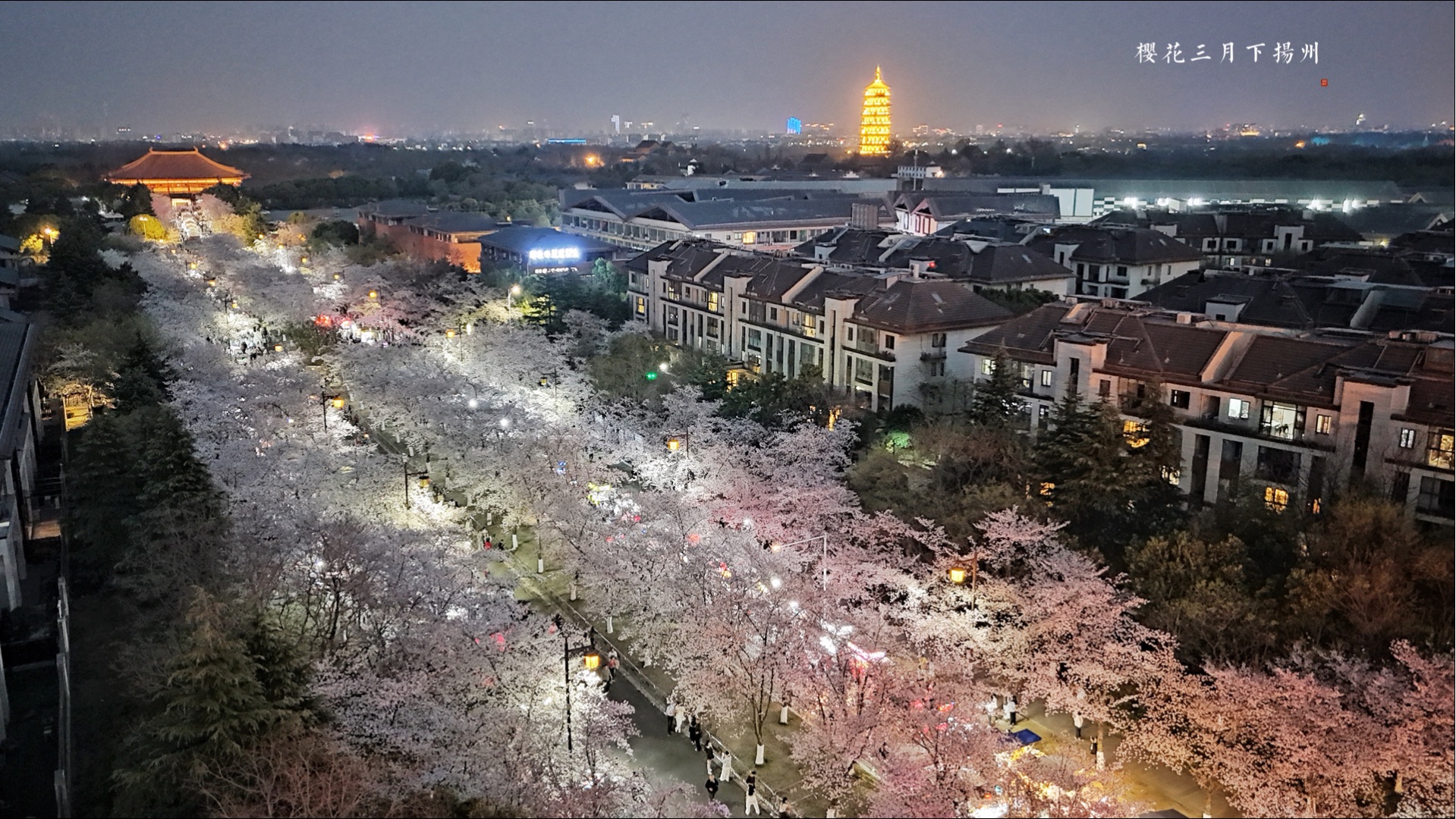 盛开的扬州鉴真路樱花