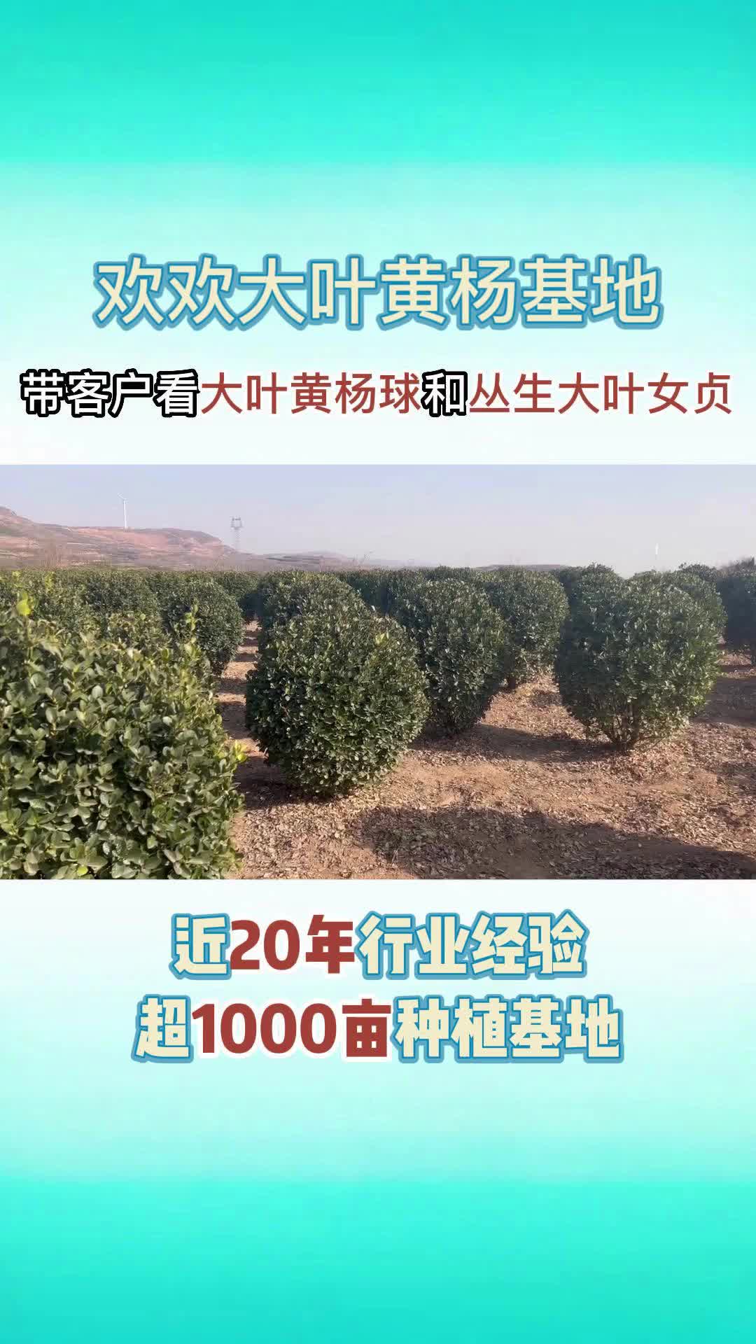 精品大叶黄杨批发,绿化苗木基地可批发精品大叶黄杨;还直销优质大叶女贞和造型小叶女贞哔哩哔哩bilibili