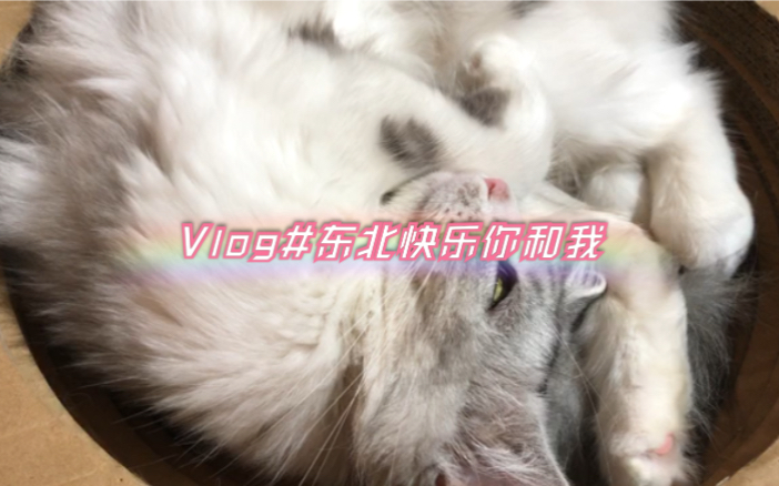 [图]#Vlog2019/1 长春|吉林|哈尔滨# 异地恋见面旅行之第一次去东北！（桂林路猫咖狗咖烧烤松花江冰雪大世界