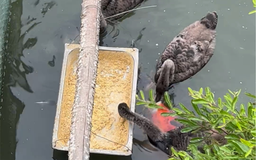 [图]震惊，某高校小黑天鹅成精啦，竟然投食红锦鲤？！