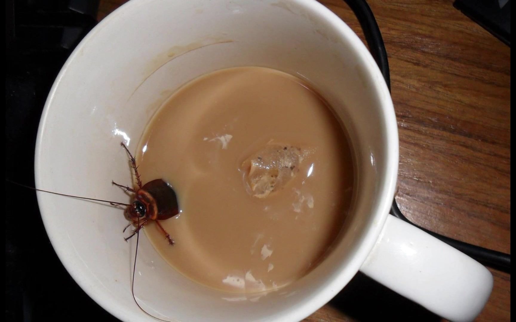 英国医生:喝咖啡就是吃蟑螂 ∑(っ°Д°;)っ?