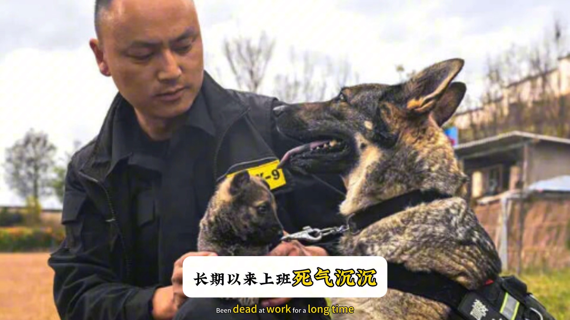 云南警犬被通报上班死气沉沉哔哩哔哩bilibili