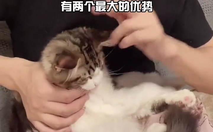 缅因猫发毛爆毛小妙招 猫咪毛发护理鹌鹑蛋黄吃几颗哔哩哔哩bilibili