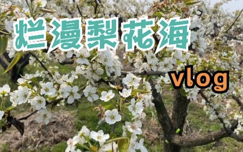 vlog:置身烂漫梨花海是什么体验?带你走进花海梨园体验春暖花开哔哩哔哩bilibili