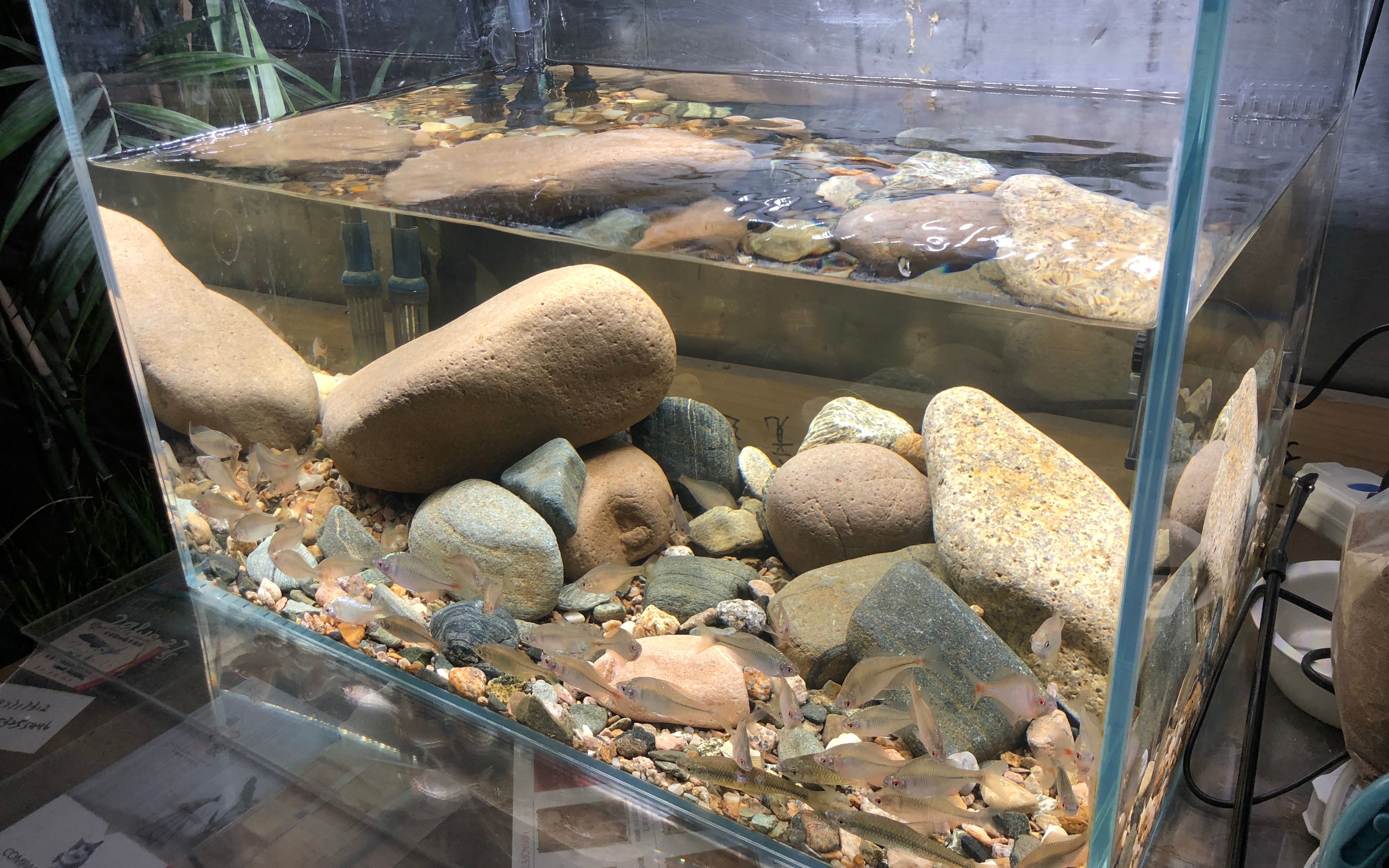 新手原生缸胡乱开缸鳑鲏鱼造景