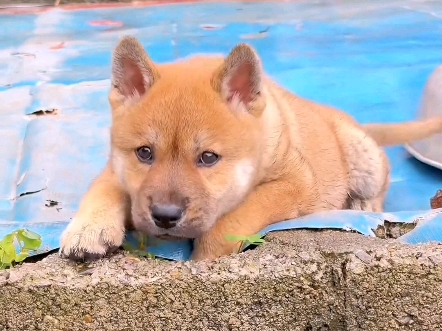 看看我们中国自己的犬种,它们是全世界优秀的犬种之一却惨遭,希望可以保护中华田园哔哩哔哩bilibili