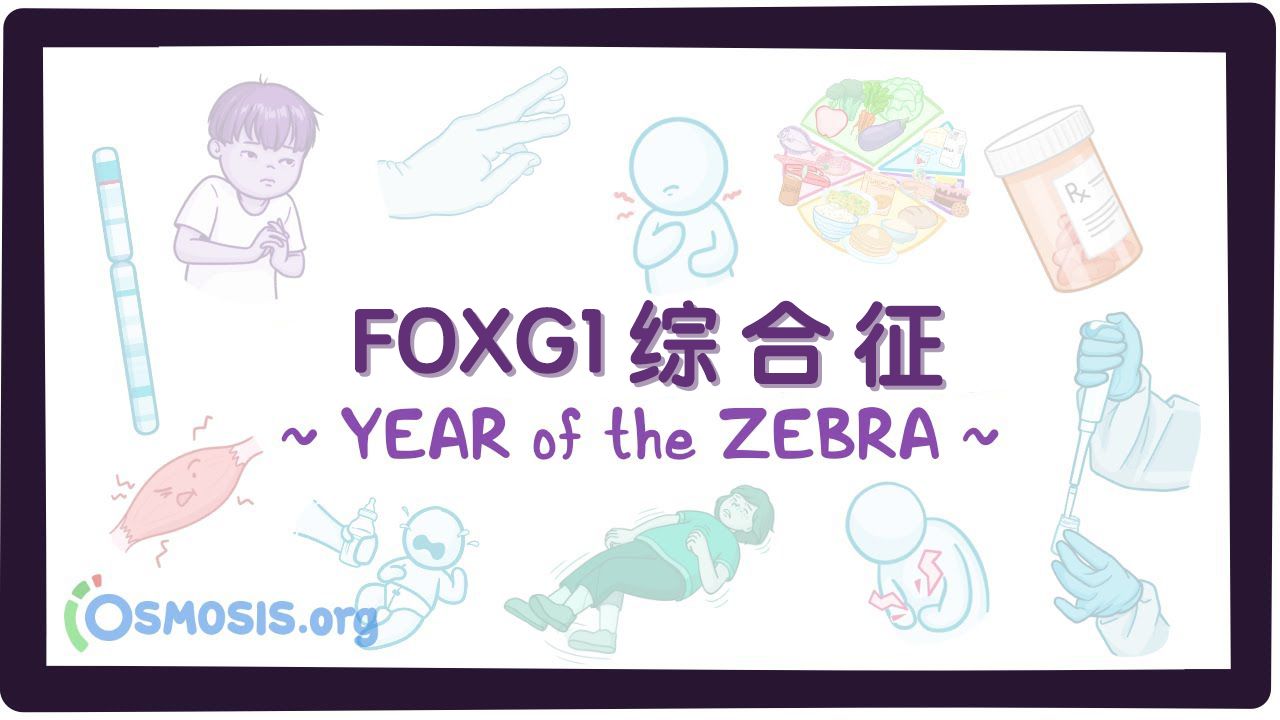 【Osmosis | 斑马年特辑】FOXG1综合征(中英字幕)哔哩哔哩bilibili