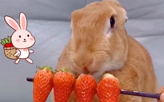 小兔子吃东西好可爱