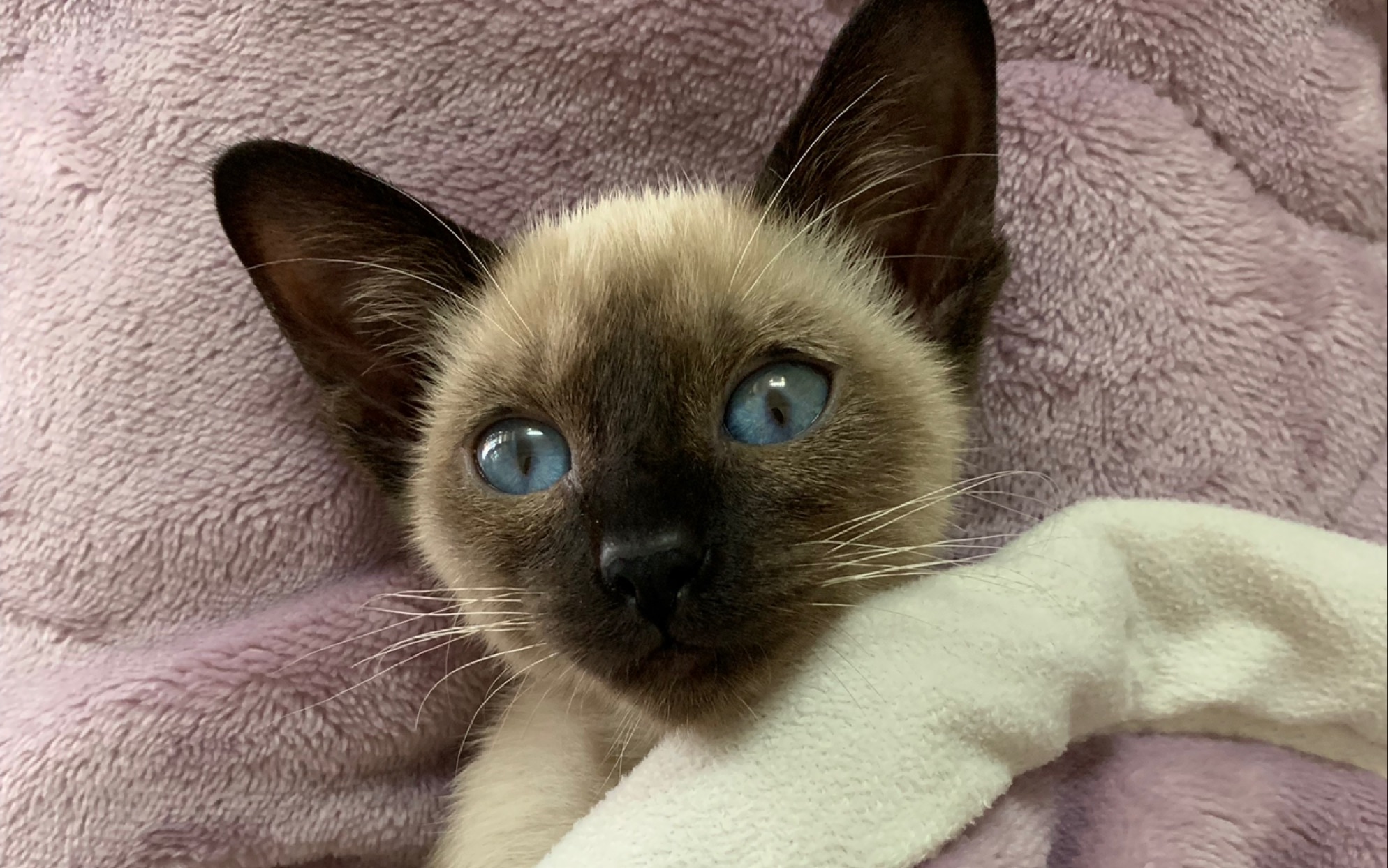 【暹罗猫】小黑煤球正在努力恢复中