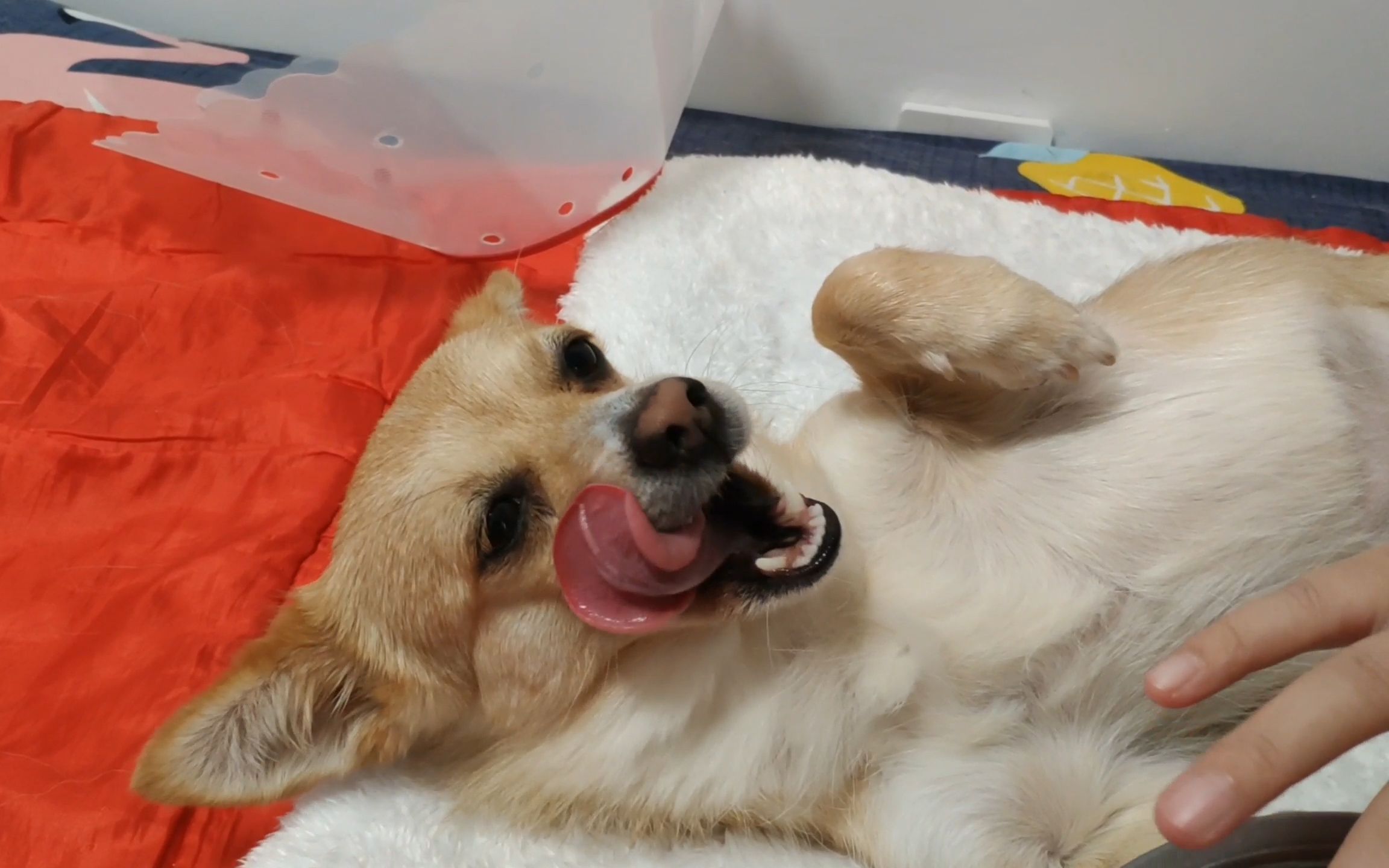 狗狗仗着主人的宠爱,各种耍赖撒娇磨人,气得男子欲哭无泪