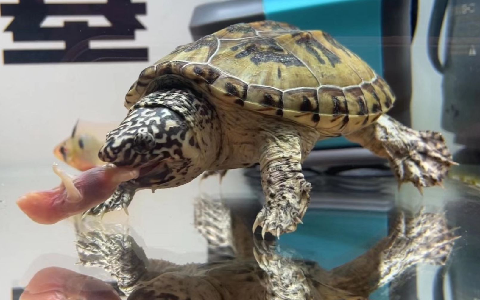 喂墨西哥蛋龟吃个小乳鼠