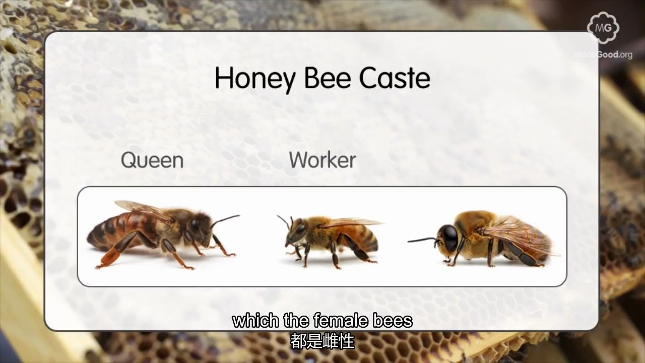 [图]蜜蜂王国的阶级组成 Beekeeping - Honey Bee Caste