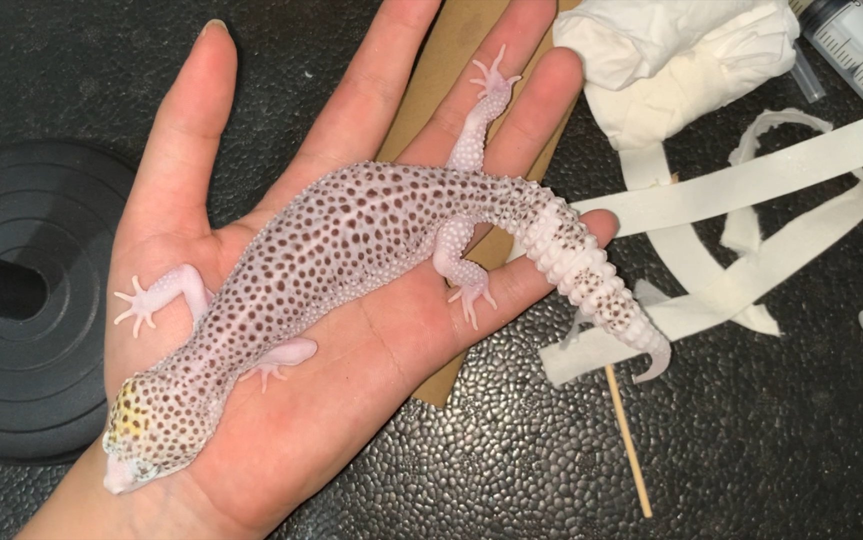 【豹纹守宫】银河派卡蛋处理  抽蛋液