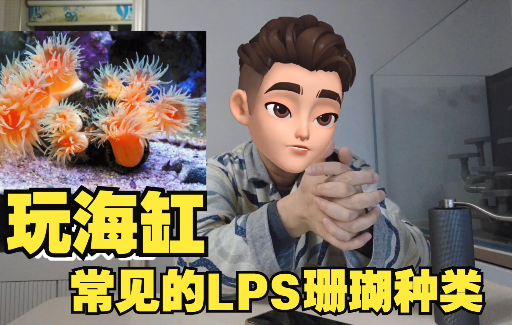 常见的LPS和软珊瑚种类哔哩哔哩bilibili